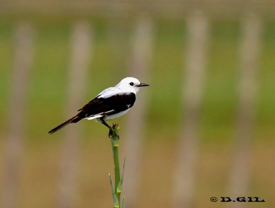 VIUDITA BLANCA GRANDE (Xolmis dominicanus)  - (Macho) Estero De Pelotas-ROCHA (Enero 2012)